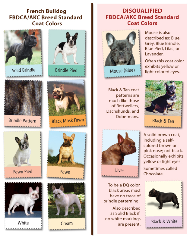 FBDCA Coat Colors